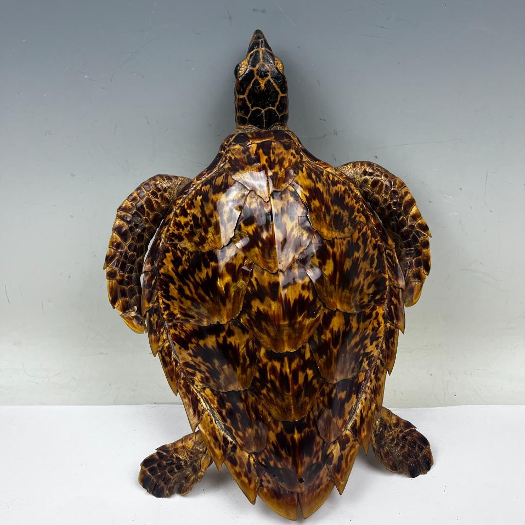 亀 剥製 亀 タイマイ 置物 インテリア オブジェ 縁起物 剥製