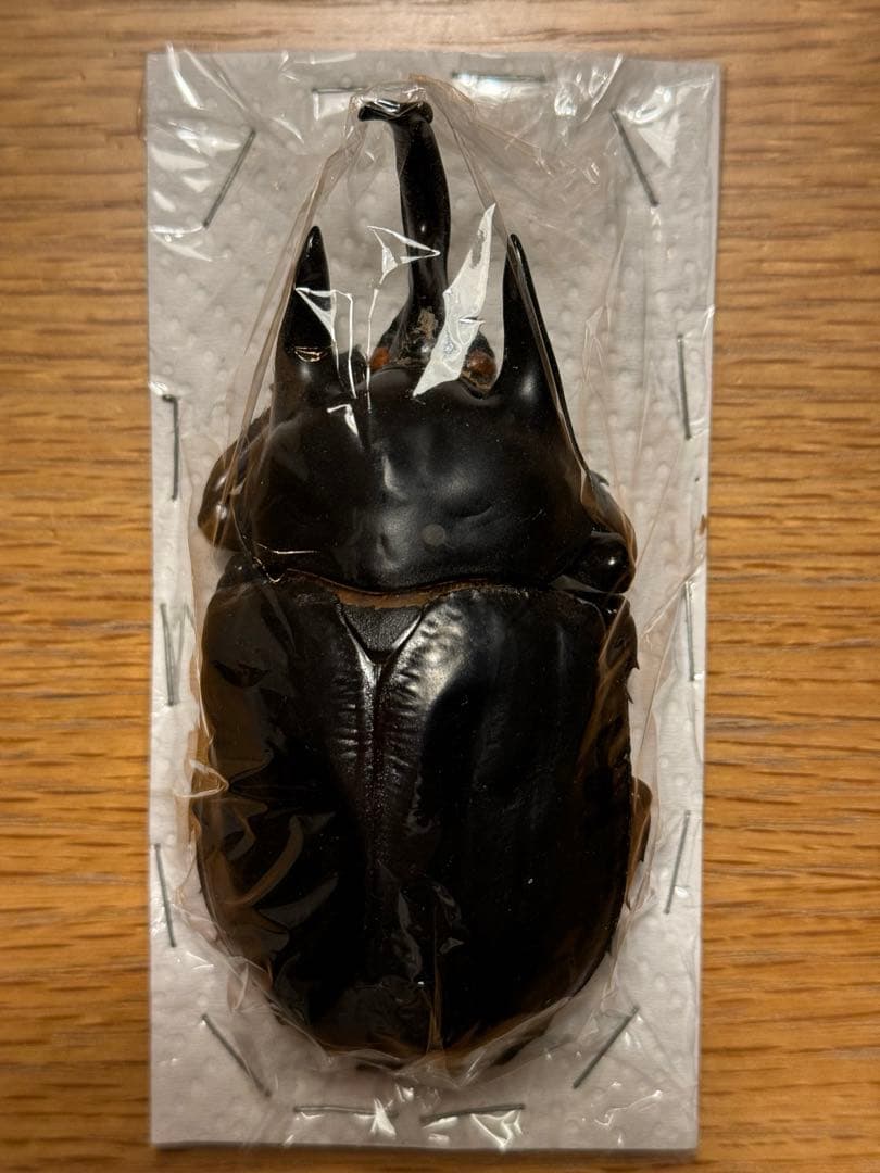 アフガニスタン産】ジャクエモンティ・コーヒババエンシス（1メス）