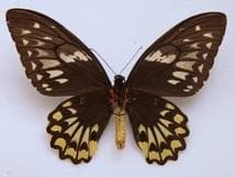 アカメガネトリバネアゲハ ssp.helios ♀ カルシタ 島 産