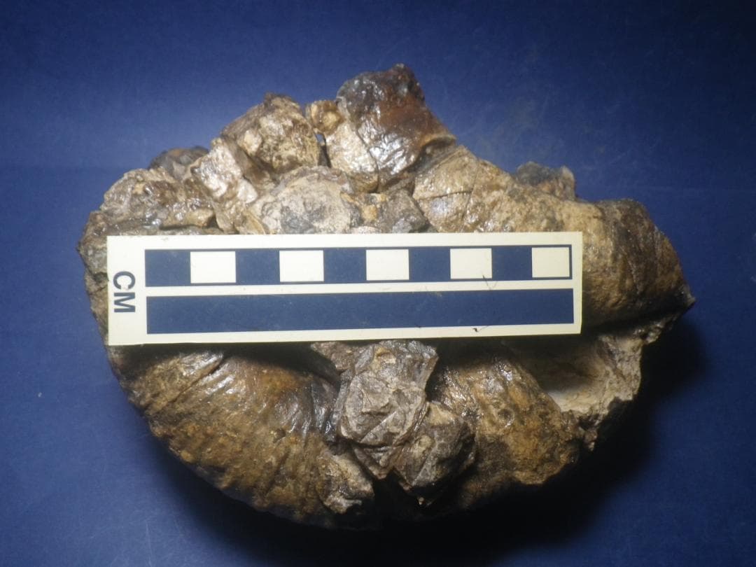 国産化石 異常巻 251012－1 ヴィンテージ 通販 国産化石 異常巻