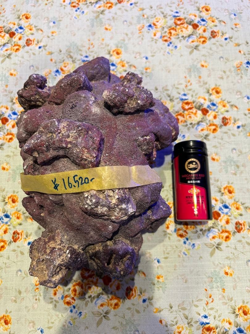 ライブロック新品未使用 休眠バクテリア付き ドーム型 横幅 25cm、4kg