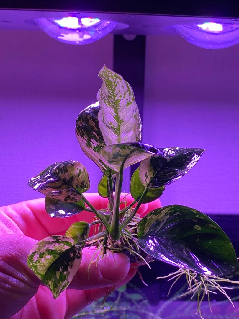 アヌピアス・バリエゲーテッド・キン(アヌビアスナナ 斑入りキング