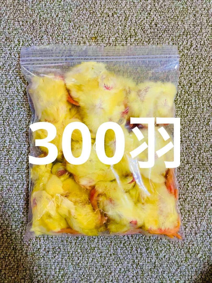 リピート購入で＋10羽】 送料無料 国産 新鮮安全 冷凍ひよこ 300羽