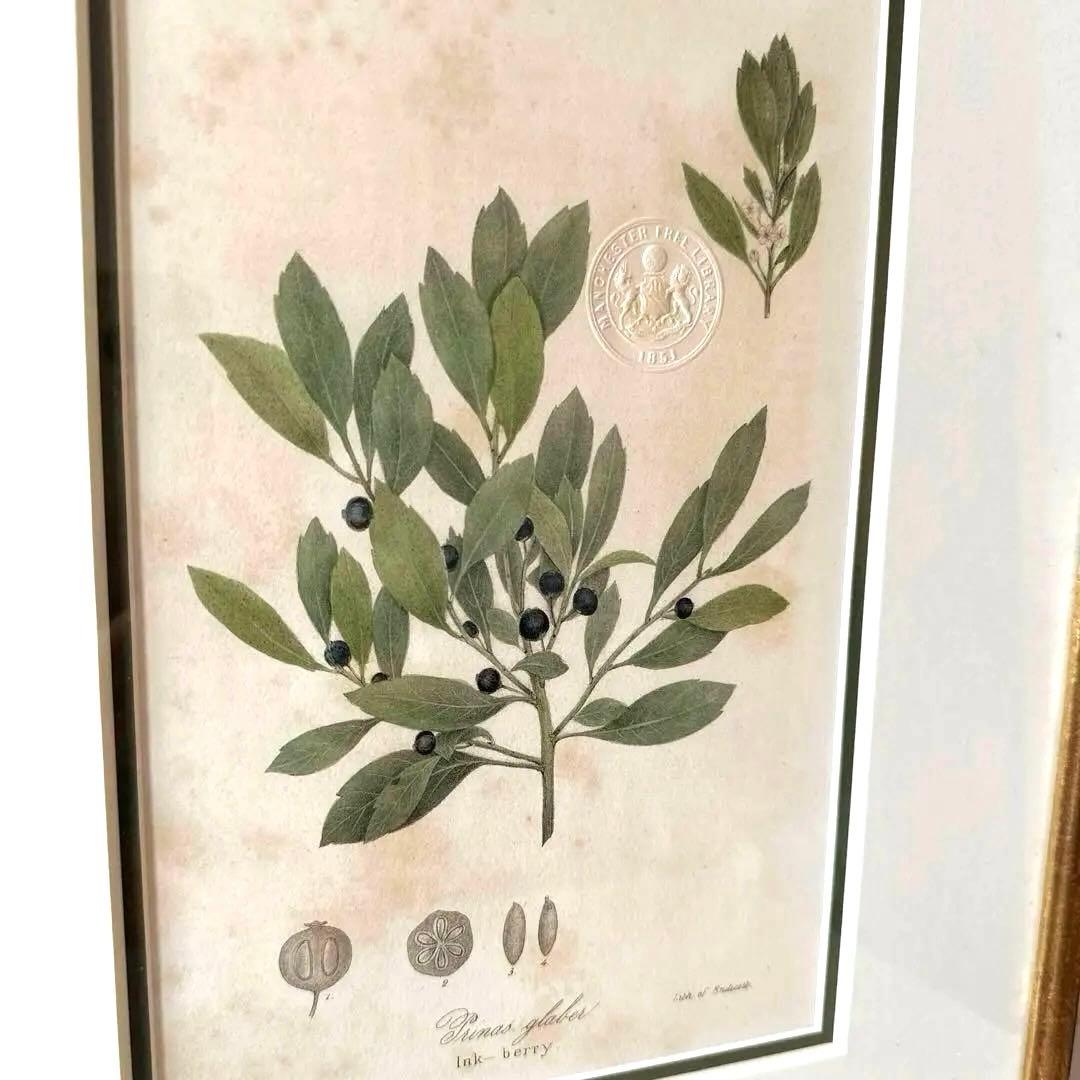 ボタニカルアート額縁絵　アンティーク