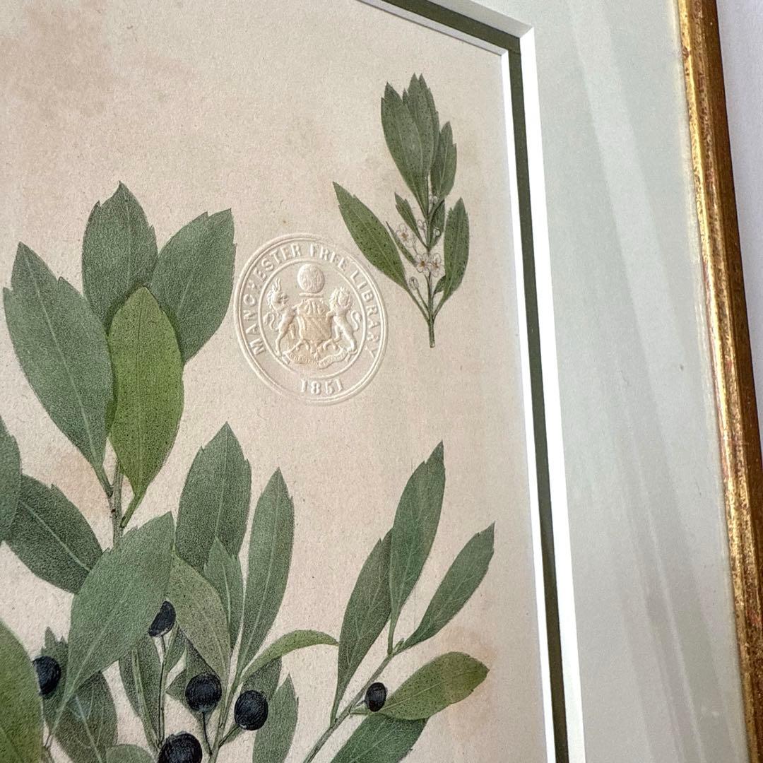 ボタニカルアート額縁絵　アンティーク