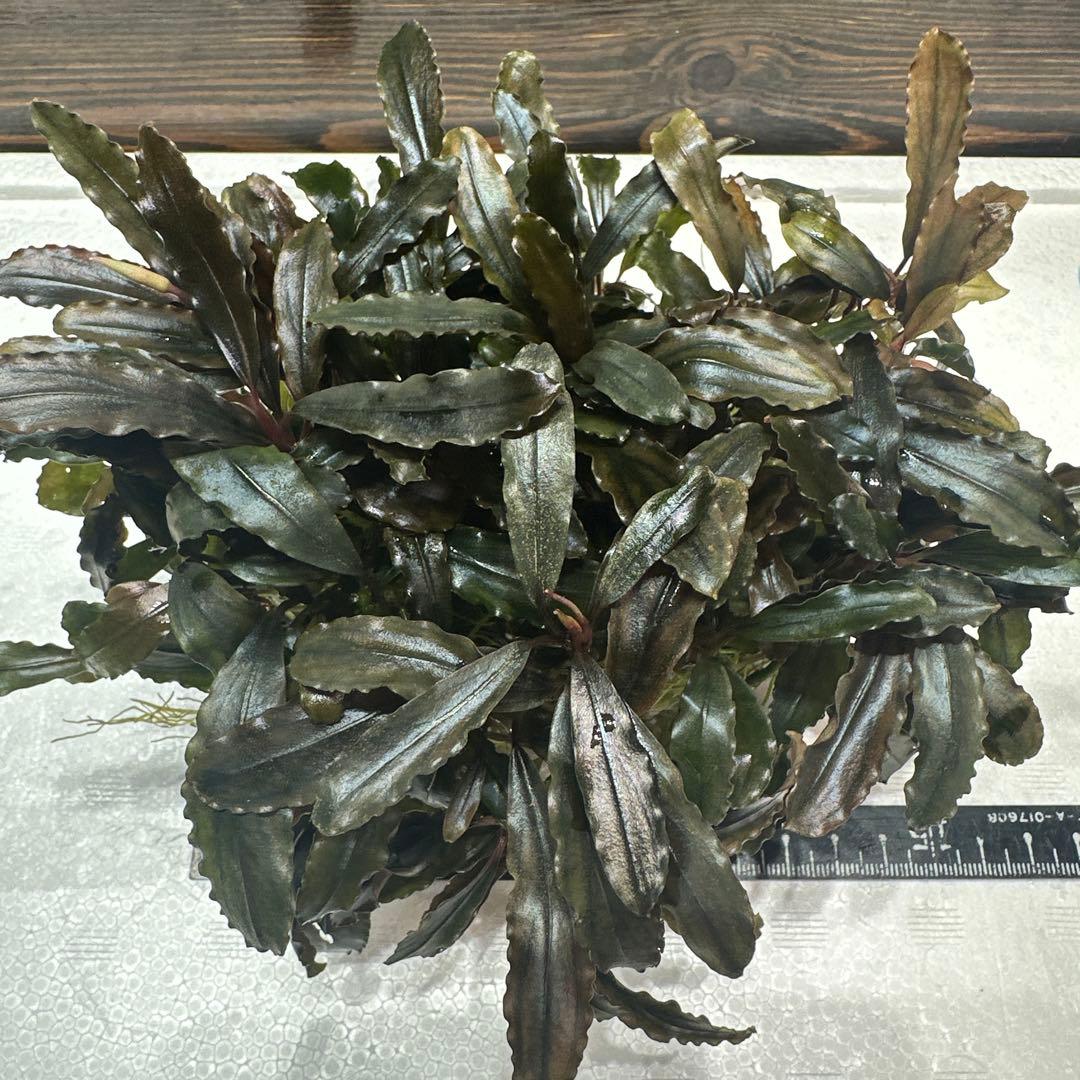 つ*ね様 ブセファランドラ クアラクアヤン タイプ II 大株 石付き