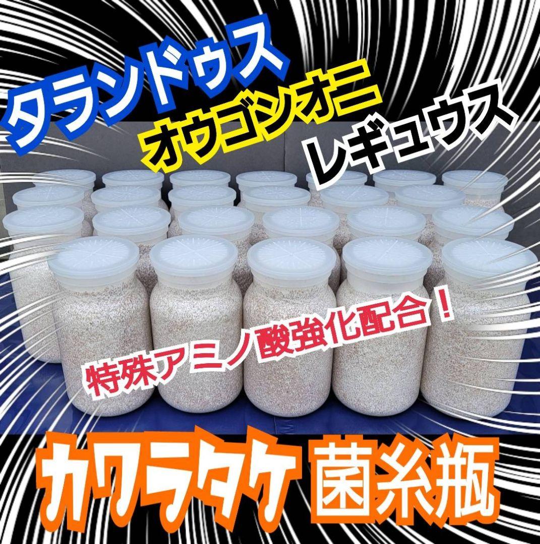 タランドゥスが大きくなる！極上！カワラタケ菌糸瓶【12本】特殊
