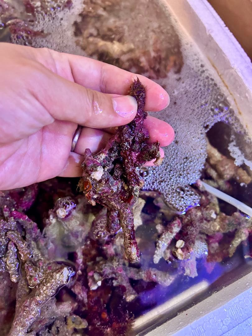 ライブロック Sグレード　3.0kg 枝状