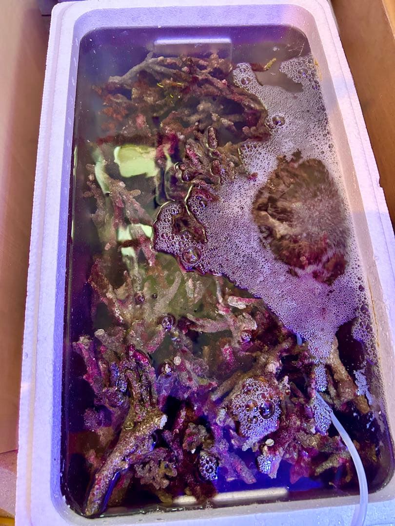 ライブロック Sグレード　3.0kg 枝状