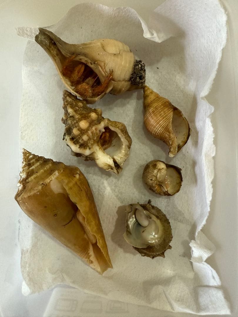 鬼*管様 貝 まとめ売り