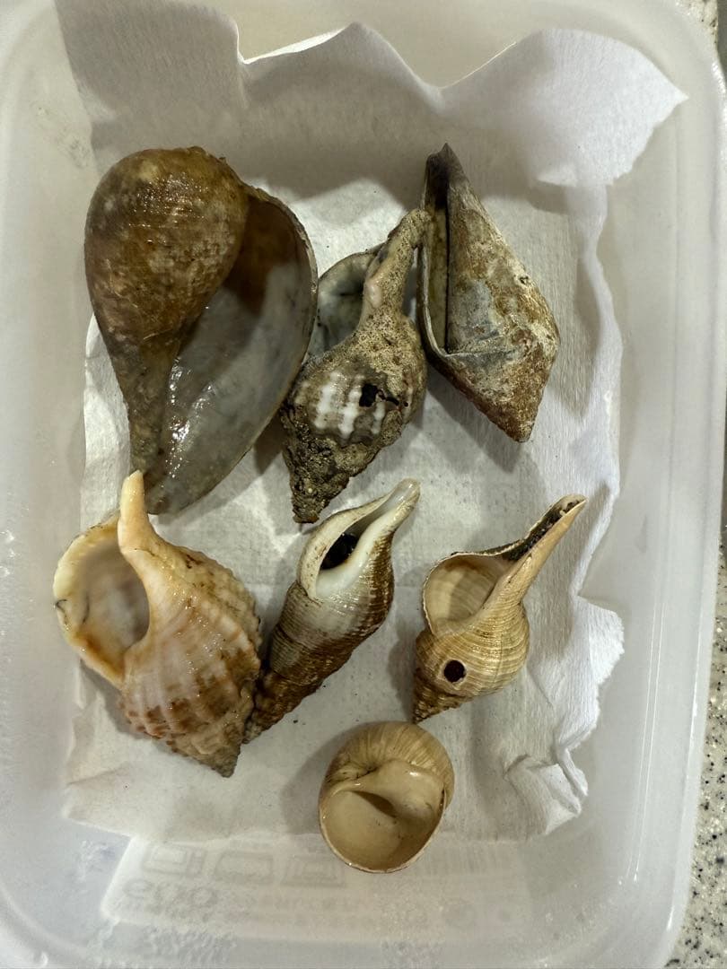 鬼*管様 貝 まとめ売り