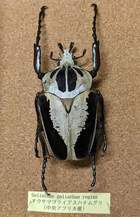 注文 甲虫 標本 ゴライアスオオサマオオツノハナムグリ 甲虫 標本