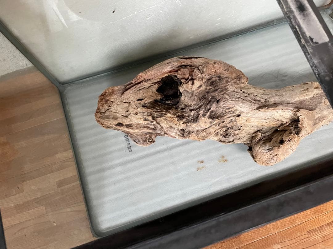 超大型　☆アクアリウム　生花　テラリウム 爬虫類　天然流木 ホーンウッド　⭐︎