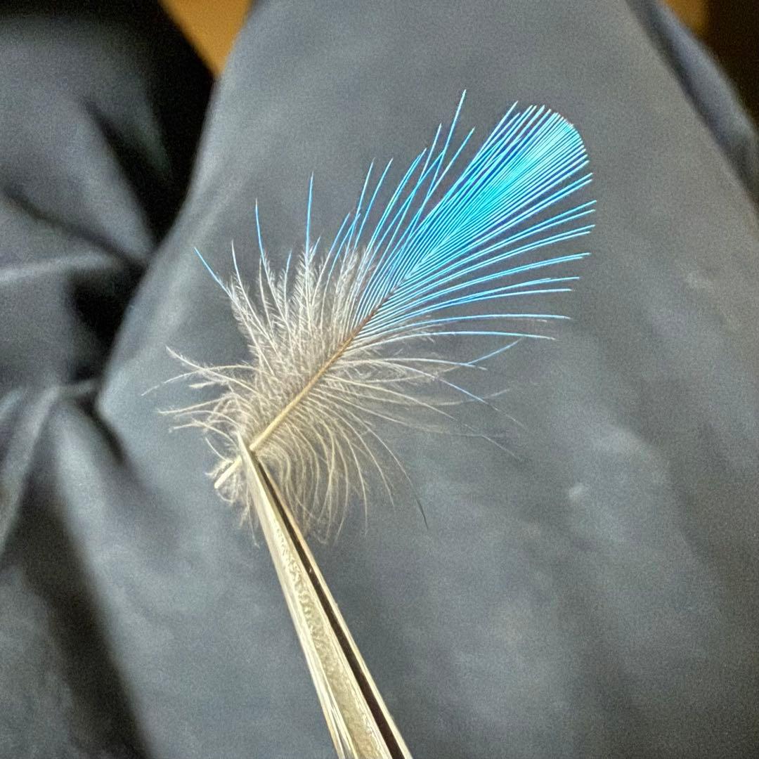 天然 カワセミの羽 野鳥 羽根 鳥の羽根 ミニ額縁入り 2枚セット