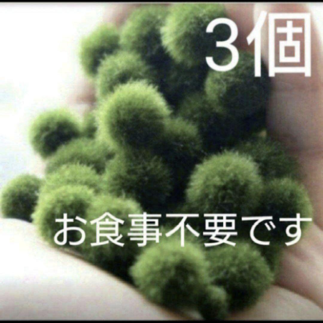 国産マリモ 約1cm 3個 癒しのマリモ無農薬 - メルカリ