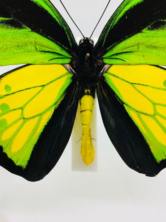 ゴライアストリバネアゲハ♂ インドネシア・マルク諸島セラム島産 蝶