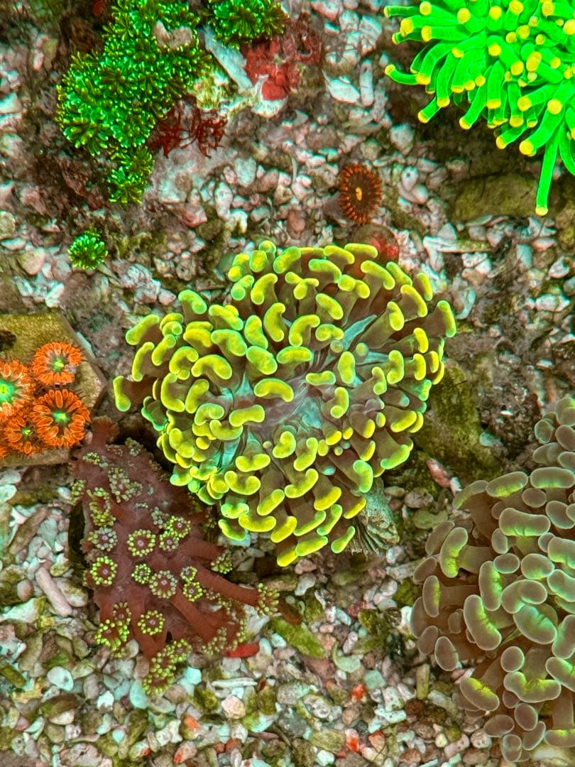 hiro2755專用 スリクソン ZX5 ドライバー Tour AD HD-4／5／6／7(ドライバー（単品