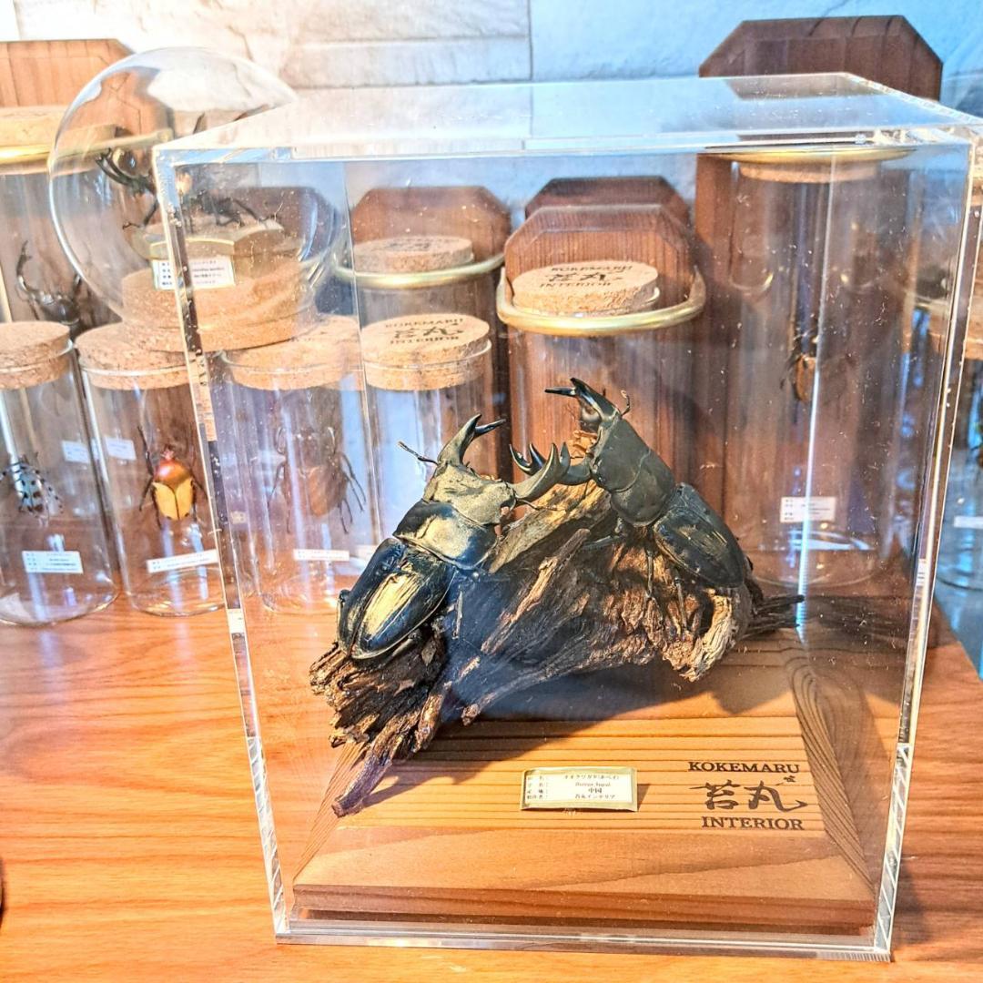 ショーケース】150×150×180 ※アクリル製ケース、無垢材土台 ショーケース】