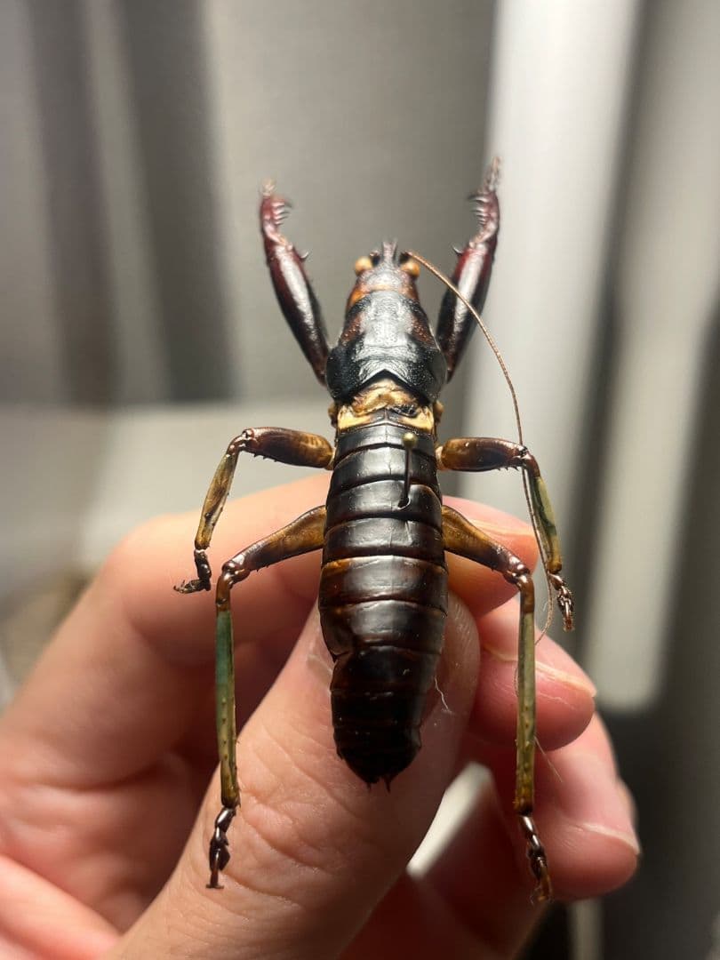 【美脚♂】マッチョキリギリス コロギス リオック　標本