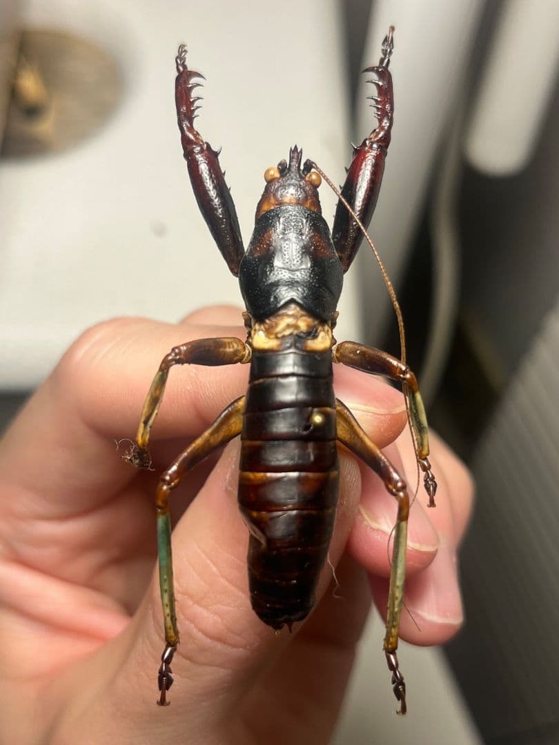 【美脚♂】マッチョキリギリス コロギス リオック　標本