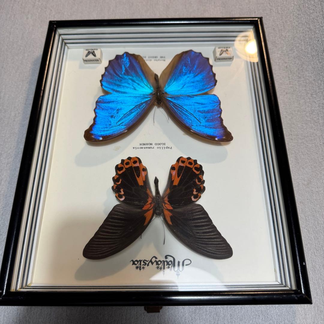 マレーシア 蝶 標本 木製フレーム付き