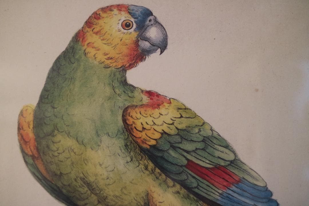 bird list 額装品 博物画のリプロダクション S.マネッティ「鸚鵡の図