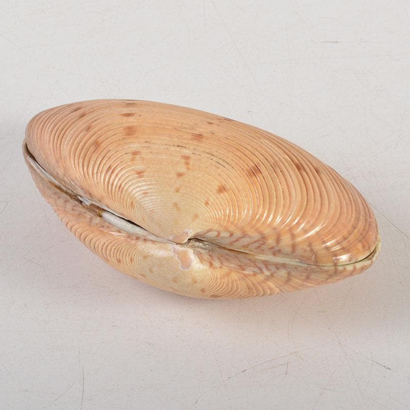 茶道具　正孝作　御所車絵　貝合わせ香合　堀内宗完(兼中斎)極め箱　C　6739