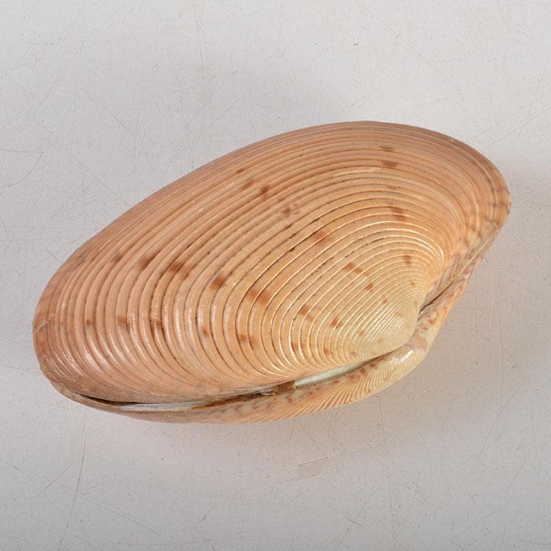 茶道具　正孝作　御所車絵　貝合わせ香合　堀内宗完(兼中斎)極め箱　C　6739