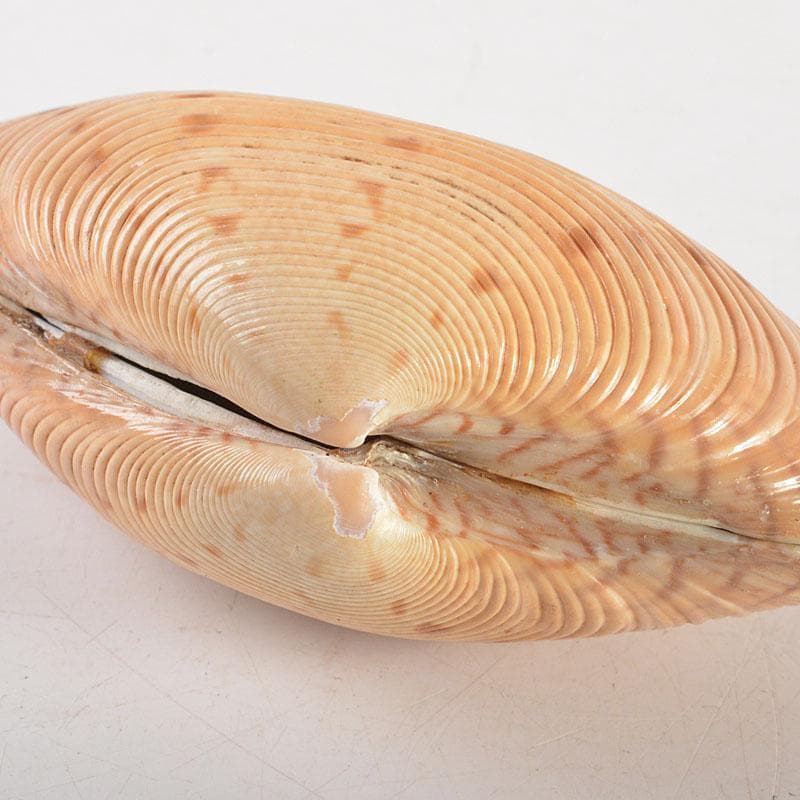 茶道具　正孝作　御所車絵　貝合わせ香合　堀内宗完(兼中斎)極め箱　C　6739