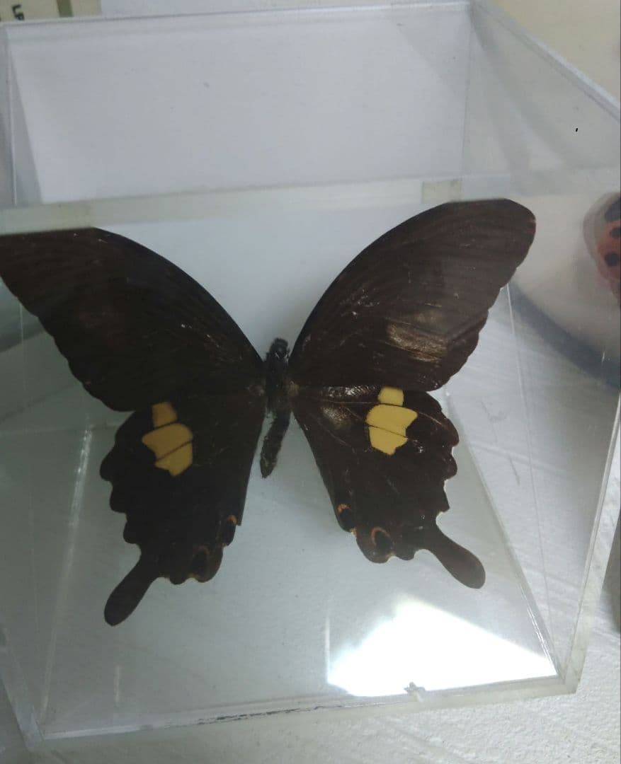 蝶　標本　モルフォ蝶　ツバメガ　アケボノアゲハ　その他まとめて　エ上