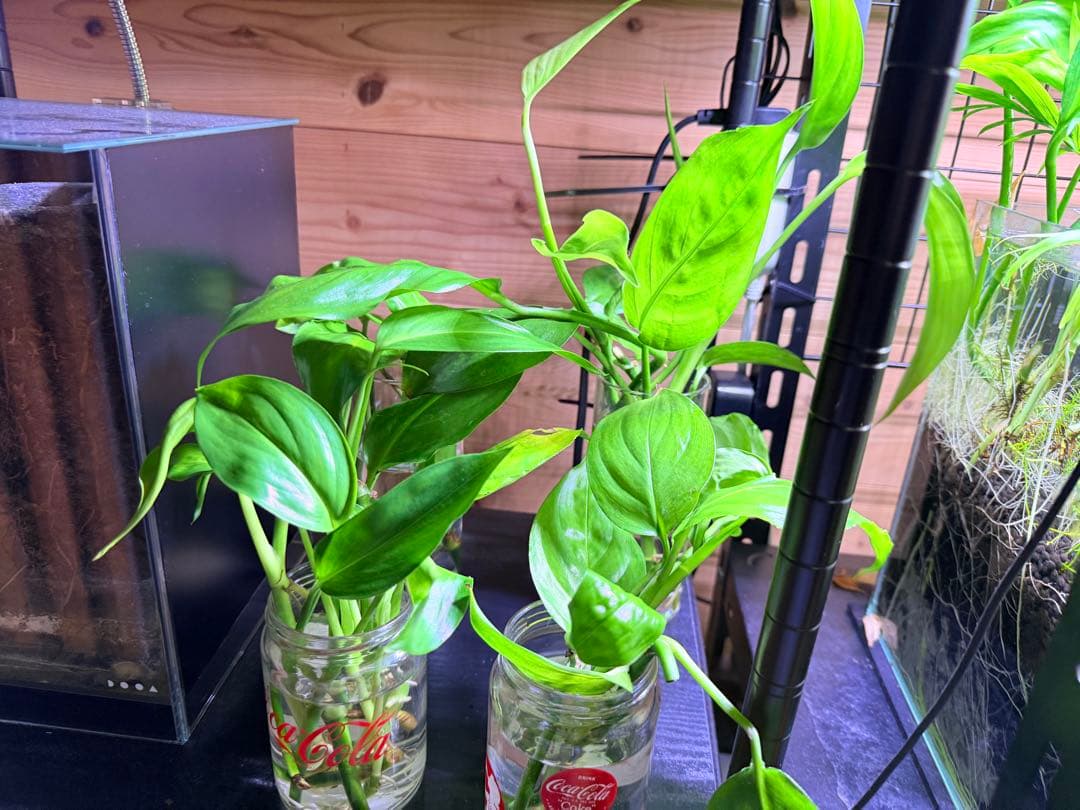 水上葉】ヤマサキカズラ 2葉以上発根済《2株》