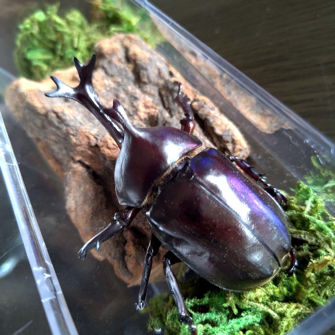 角極太野生標本超特大レッドカブトムシ82mm頭角19.3mm胸角5.7mm