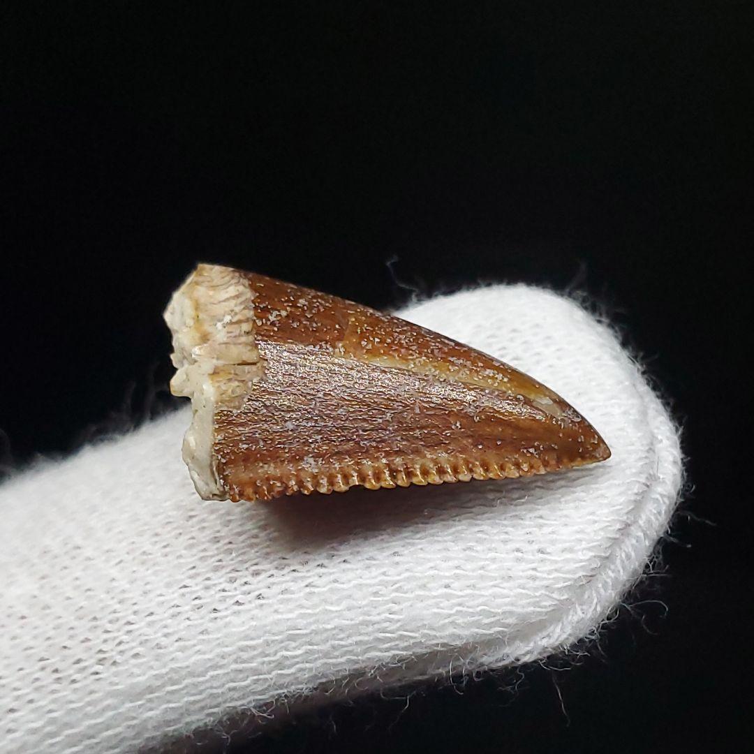 博物館級 マジュンガサウルス 恐竜 歯 化石 本物 19.30mm fr67