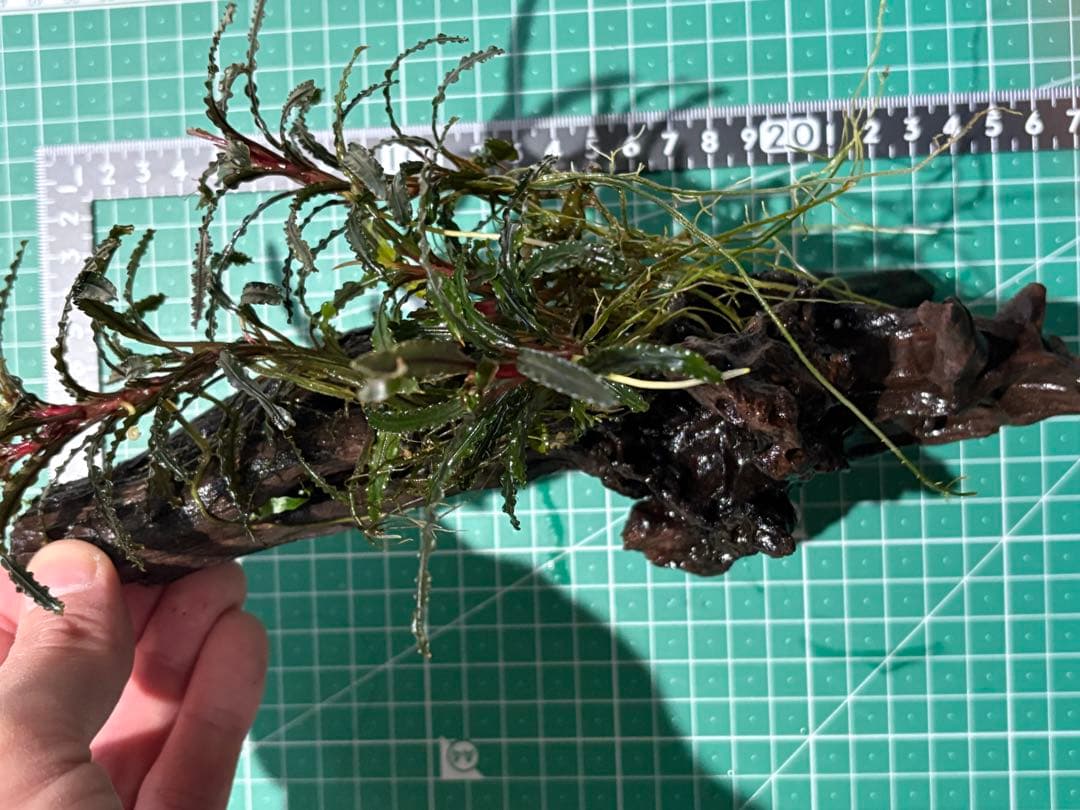 水中葉】ブセファランドラ sp.Black Wave【流木付き】