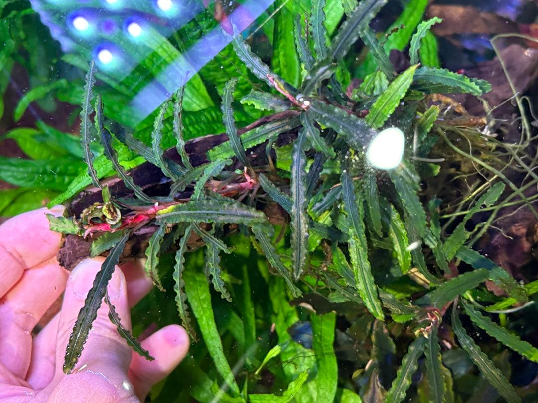 水中葉】ブセファランドラ sp.Black Wave【流木付き】