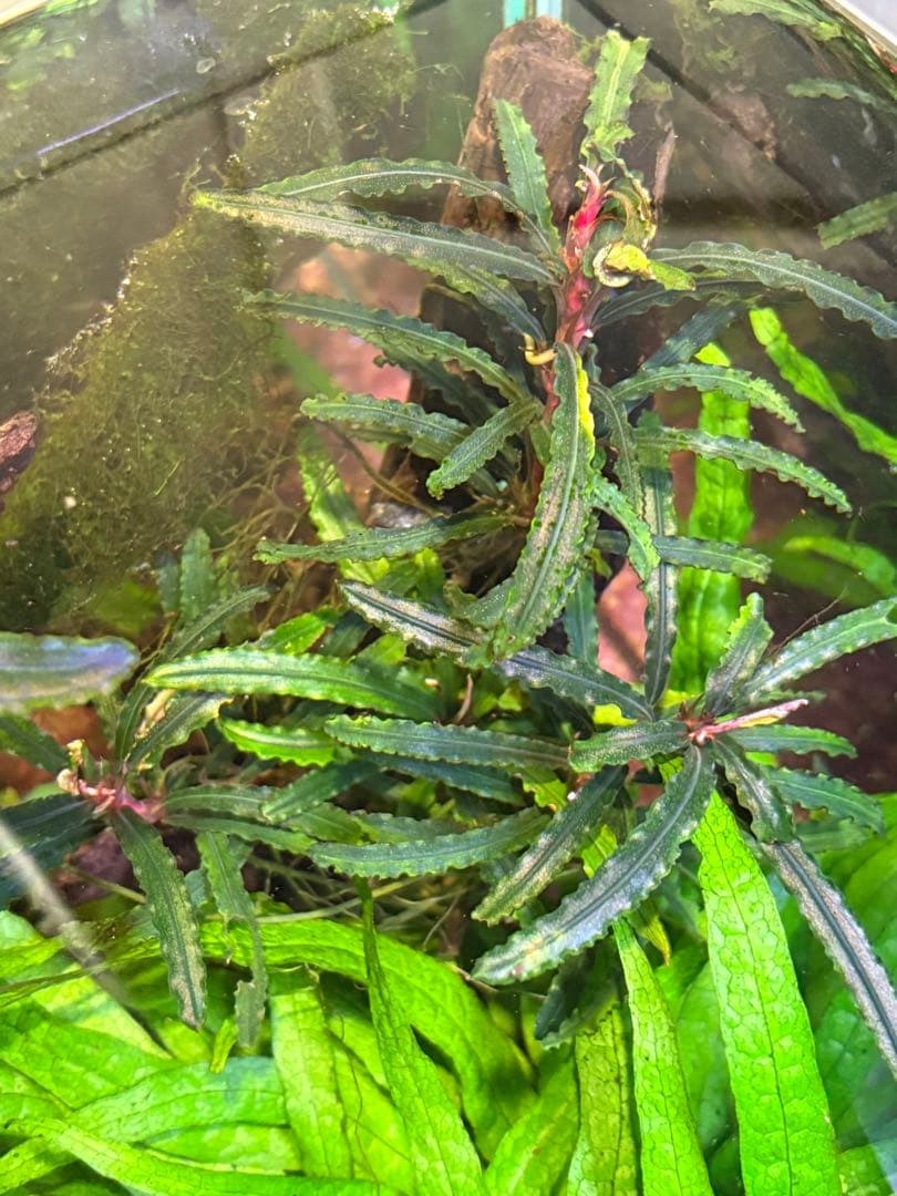 水中葉】ブセファランドラ sp.Black Wave【流木付き】