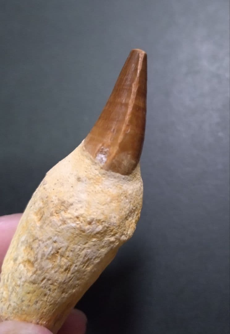 お買い得本物】モロッコ産モササウルスの歯歯根付3本セット約9cm×3