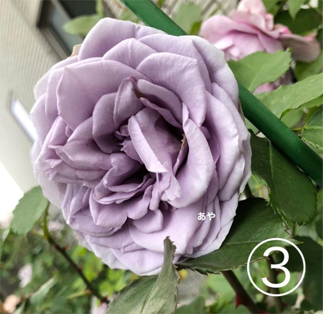 40s 50s 購入 USA製 フリーメイソン 逆五芒星 スターリング ブレスレット