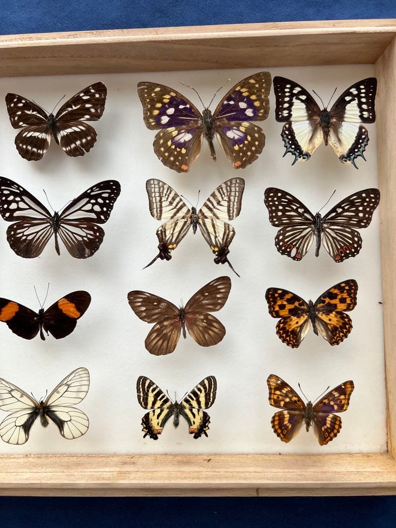 希少蝶の標本 ドイツ木製フレーム付き箱現状品のみ40x30x6cm 蝶 標本ガラス