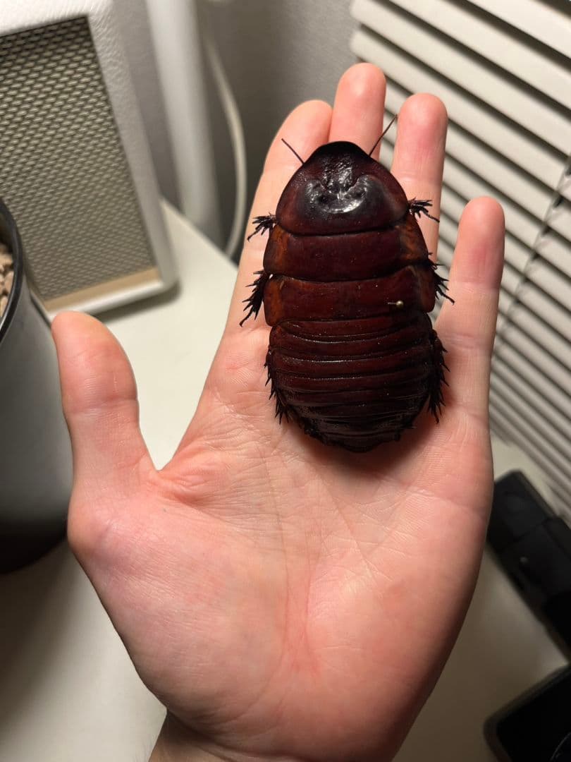 74mm】ヨロイモグラゴキブリ Macropanesthia 昆虫標本 □世界最大級