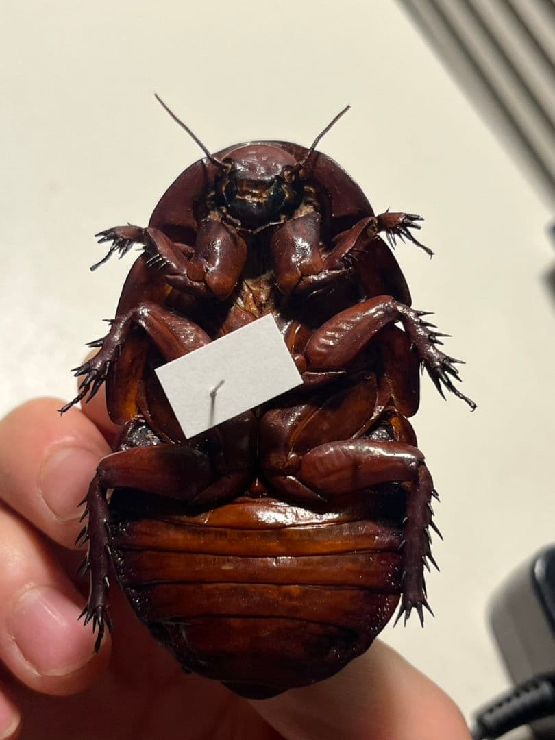 ヨロイモグラゴキブリ オス | Terminal Legs 【74mm】ヨロイモグラ