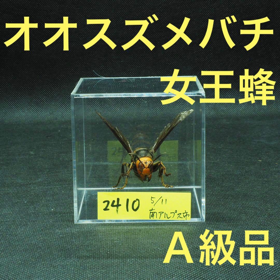 オオスズメバチ 女王蜂 立体標本2410 - メルカリ