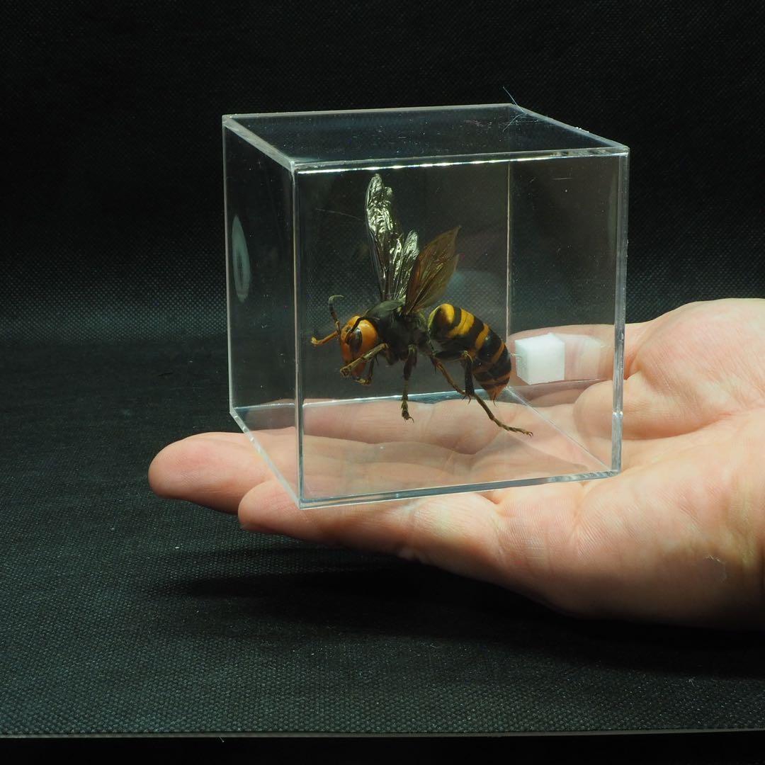 オオスズメバチ 女王蜂 立体標本2410 - メルカリ
