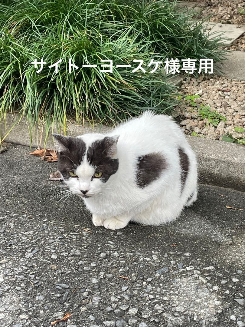 ノモハン事件／日昇露落／満州国・関東軍：書：巻物：中国