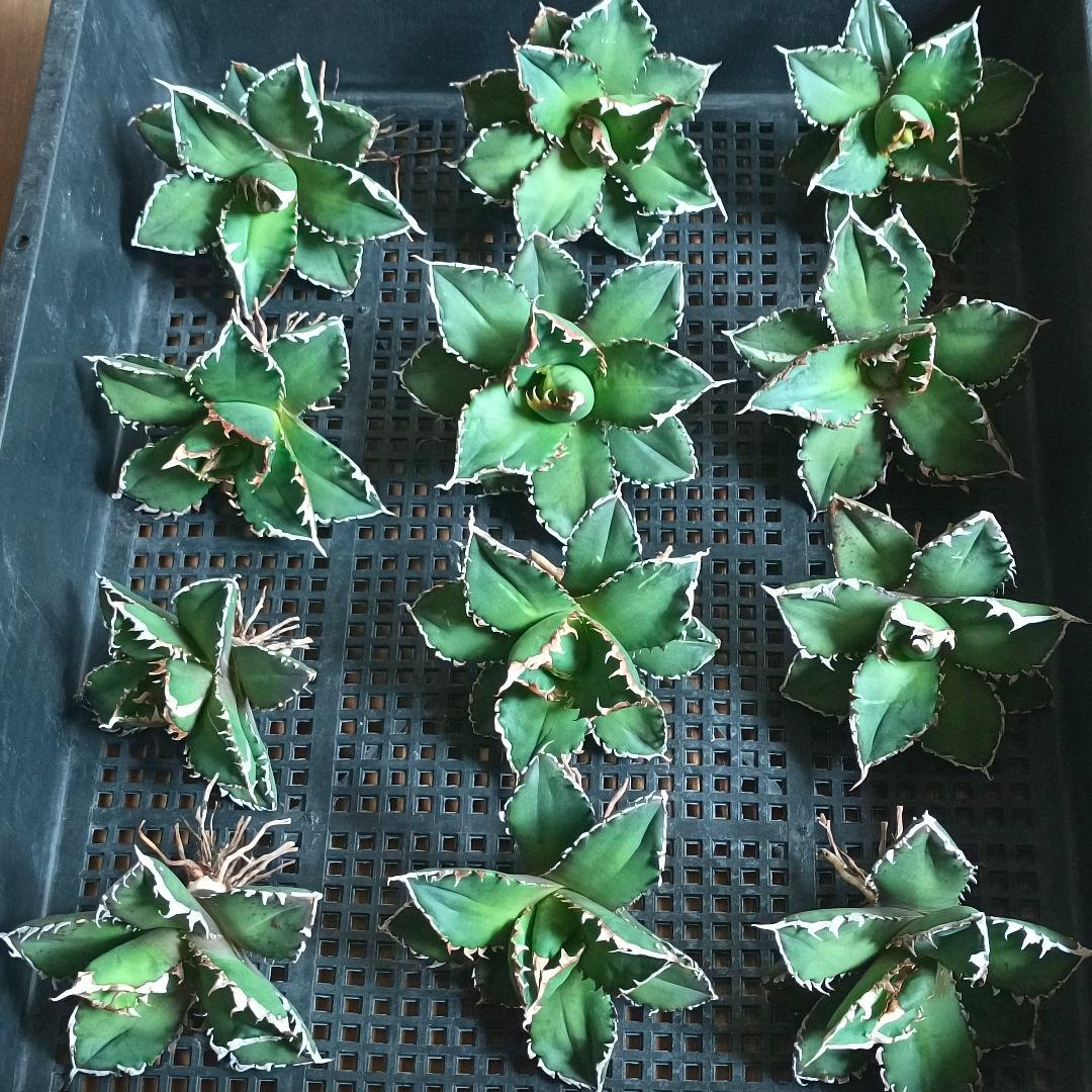 og様 リクエスト 3点 まとめ商品 - メルカリ