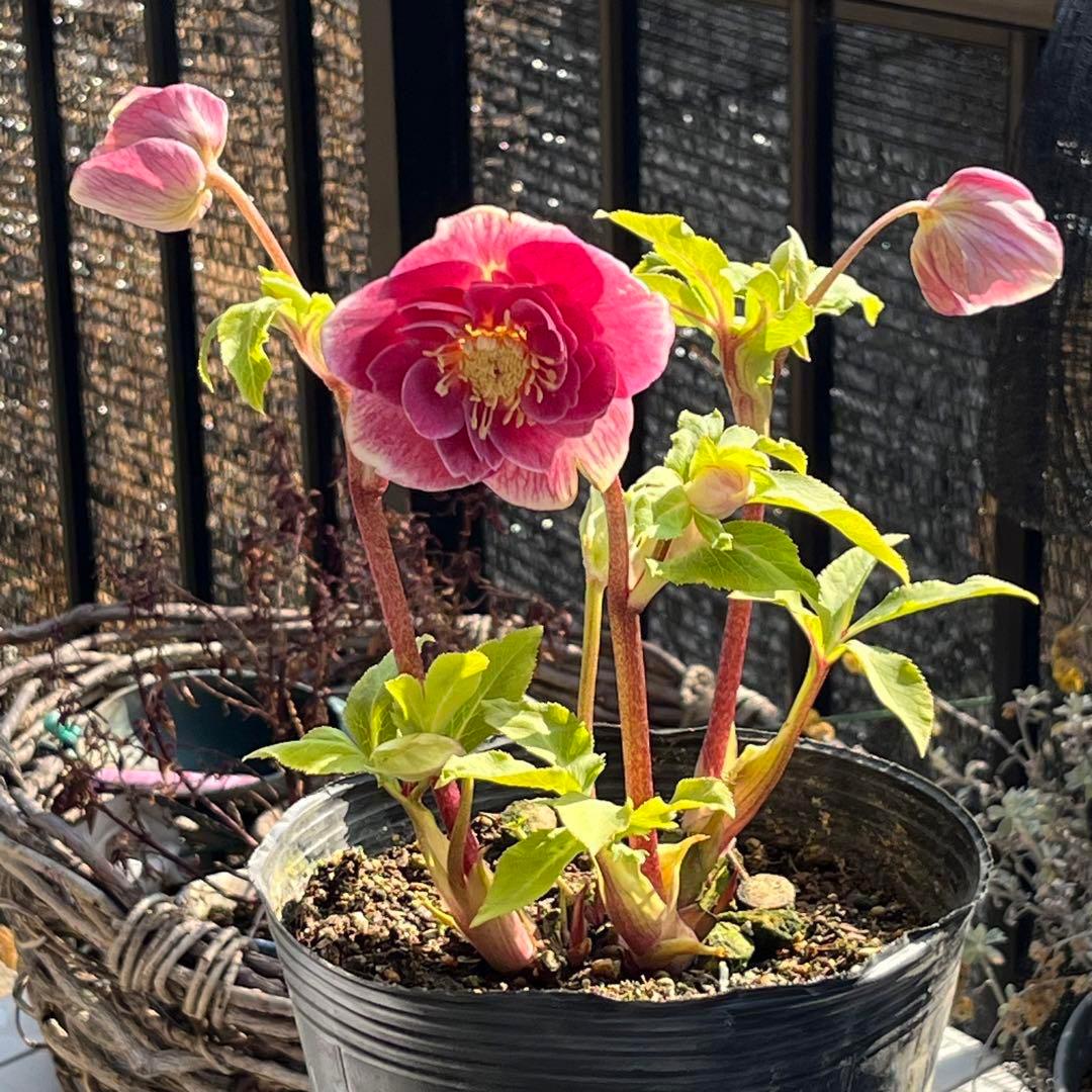 5631 ddゴールドぼかしフラッシュクリスマスローズ開花加藤農園