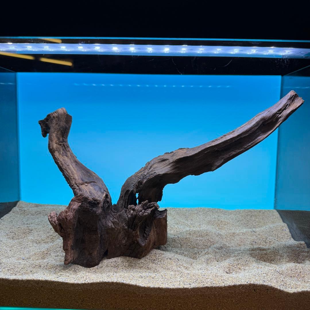 MRW-6570 特大自立赤系天然流木1点物流木アクアリウム