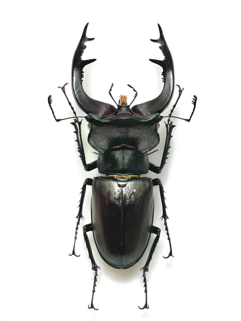 異常型の珍品】パルナシウス・アポロ・ウィスコッティ（1オス