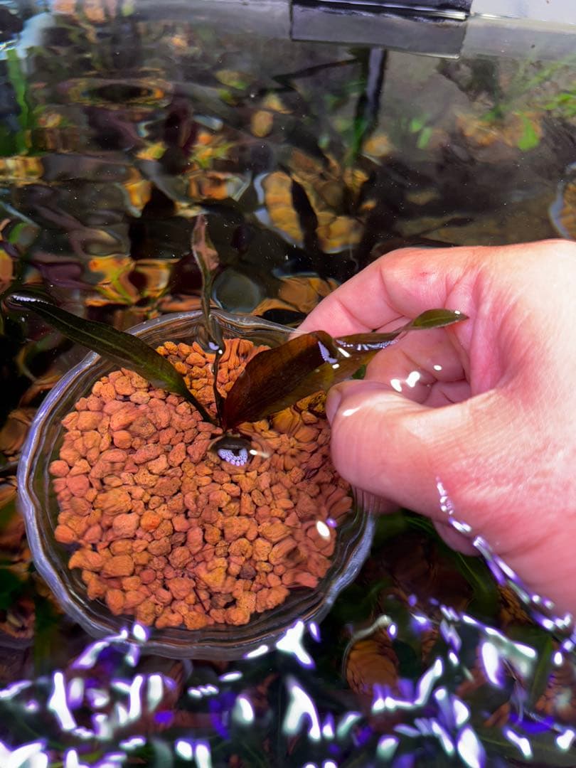 エキノドルス ホレマニーレッド バース便