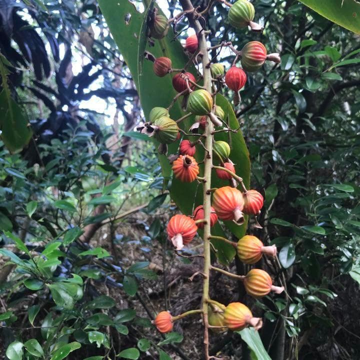 石垣島産】 月桃の実・乾燥 150g - メルカリ